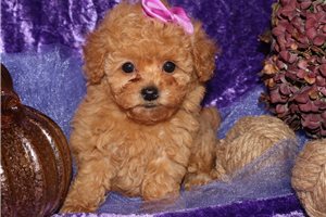 Elena - Poodle, Toy for sale