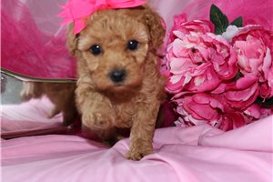 Molly - Poodle, Toy for sale