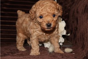 Garry - Poodle, Toy for sale