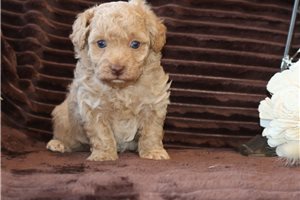 Gage - Poodle, Toy for sale