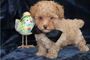 Gage - Poodle, Toy for sale