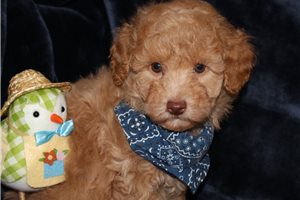 Gabe - Poodle, Toy for sale