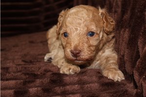 Gabe - Poodle, Toy for sale