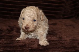 Gallow - puppy for sale