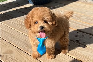 Norm - Poodle, Toy for sale
