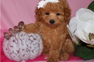 Emma - Poodle, Toy for sale