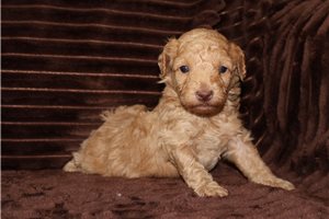 Gage - Poodle, Toy for sale