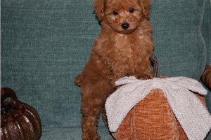 Banjo - Poodle, Toy for sale