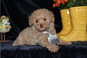 Gallow - Poodle, Toy for sale