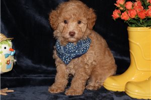 Gabe - Poodle, Toy for sale