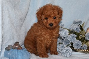 Banjo - Toy Poodle for sale