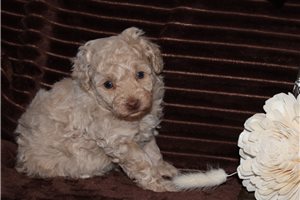 Gallow - Poodle, Toy for sale
