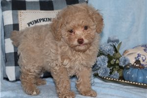Gallow - Poodle, Toy for sale