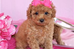 Holly - Poodle, Toy for sale