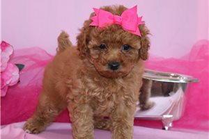 Holly - Poodle, Toy for sale