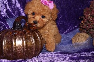 Elena - Poodle, Toy for sale