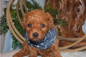 Nate - Toy Poodle for sale
