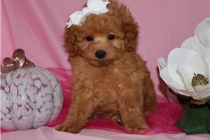 Emma - Poodle, Toy for sale