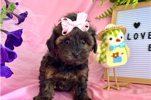 Catelyn - puppy for sale