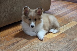 Trudy - Shetland Sheepdog - Sheltie for sale