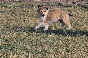 Pongo - Shetland Sheepdog - Sheltie for sale