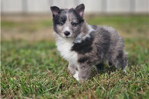 Midas - puppy for sale