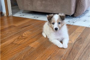 Serena - Shetland Sheepdog - Sheltie for sale