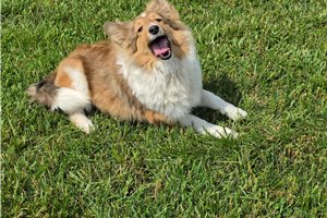 Paisley - Shetland Sheepdog - Sheltie for sale