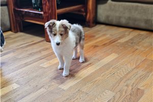 Peanut - Shetland Sheepdog - Sheltie for sale