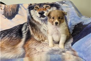 Trudy - Shetland Sheepdog - Sheltie for sale