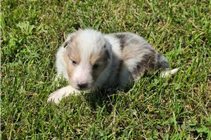 Sawyer - Shetland Sheepdog - Sheltie for sale