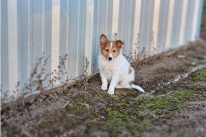 Mojo - Shetland Sheepdog - Sheltie for sale
