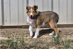 Asher - puppy for sale