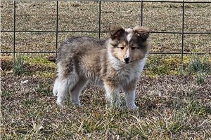 Paisley - Shetland Sheepdog - Sheltie for sale