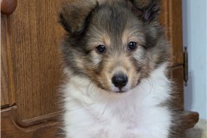 Sheldon - Shetland Sheepdog - Sheltie for sale