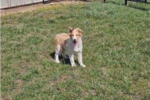 Peanut - Shetland Sheepdog - Sheltie for sale