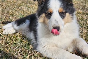 Nash - Shetland Sheepdog - Sheltie for sale