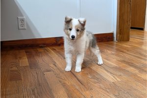 Sawyer - Shetland Sheepdog - Sheltie for sale