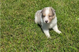 Sultan - Shetland Sheepdog - Sheltie for sale