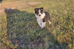 Nadia - puppy for sale