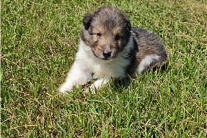 Sheldon - Shetland Sheepdog - Sheltie for sale