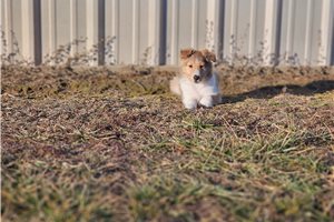 Astro - Shetland Sheepdog - Sheltie for sale