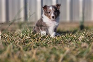 Rhodes - Shetland Sheepdog - Sheltie for sale