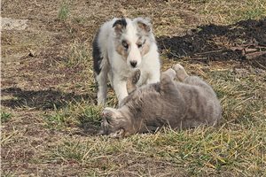 Nuroo - Shetland Sheepdog - Sheltie for sale