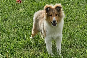 Atom - Shetland Sheepdog - Sheltie for sale