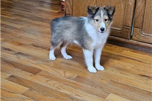 Pongo - Shetland Sheepdog - Sheltie for sale