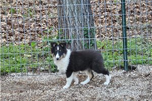 Felix - Shetland Sheepdog - Sheltie for sale