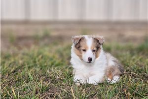 Paige - puppy for sale