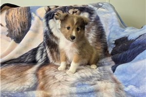 Tessa - Shetland Sheepdog - Sheltie for sale