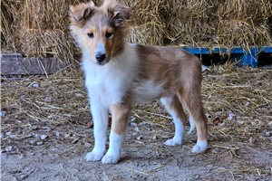 Astro - Shetland Sheepdog - Sheltie for sale